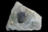 Detailed Gerastos Trilobite Fossil - Morocco #125288-1
